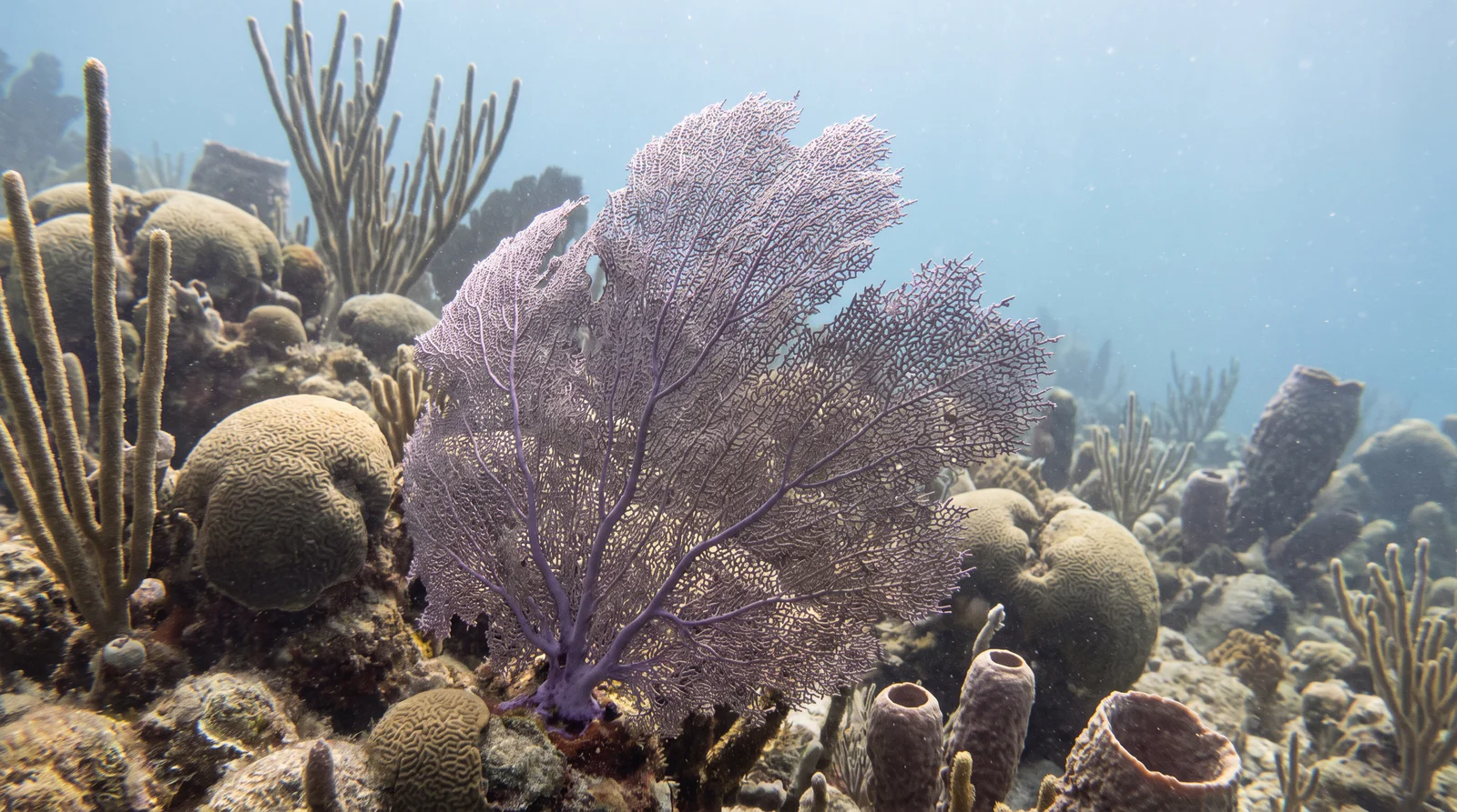 Common Sea Fan