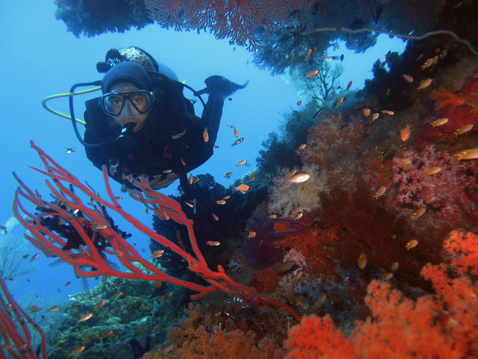 A scuba diver over a coral-covered reef seascape in Raja Ampat, Indonesia.