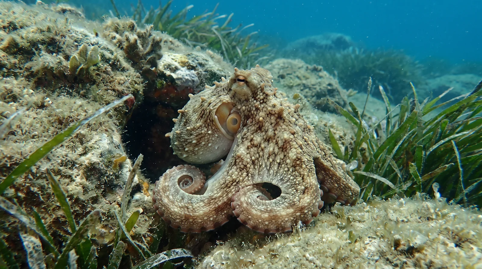 Common Octopus
