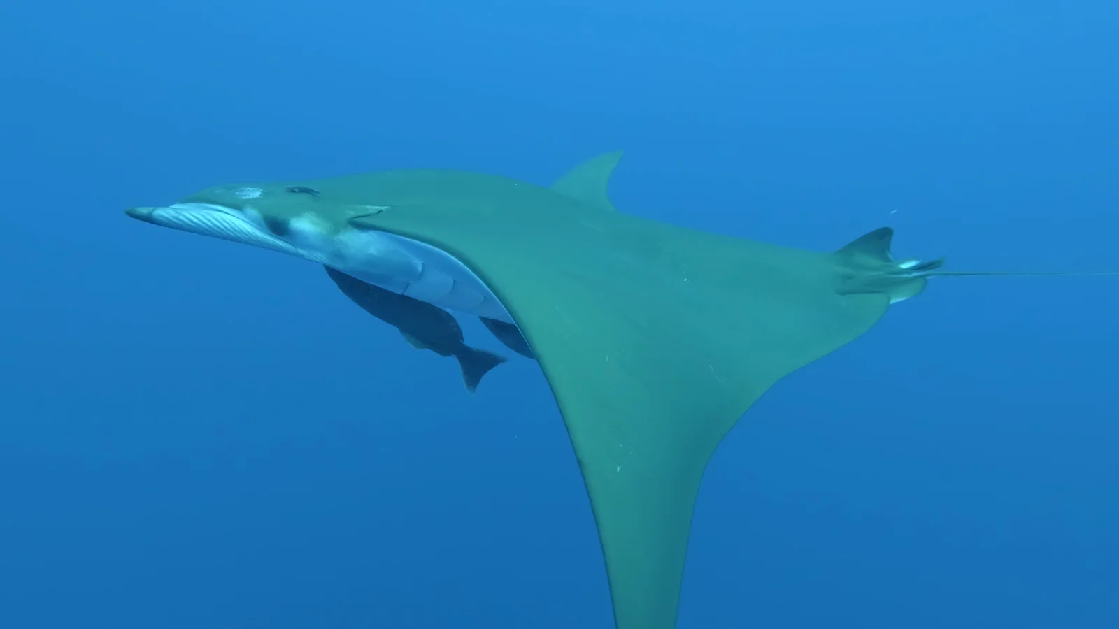 Sicklefin Devil Ray