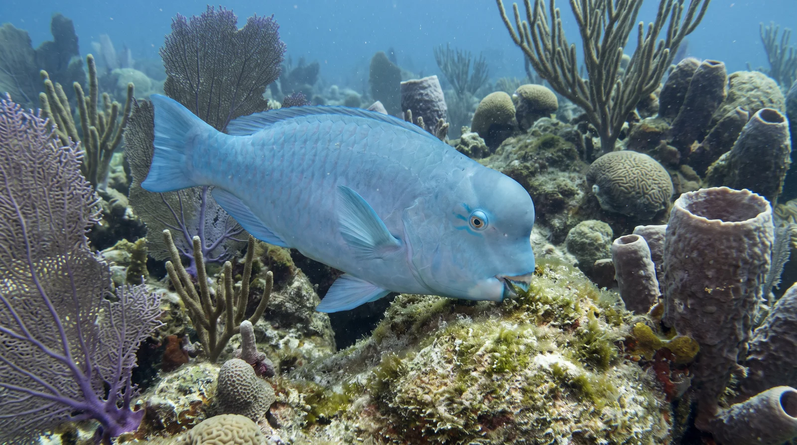 Blue Parrotfish