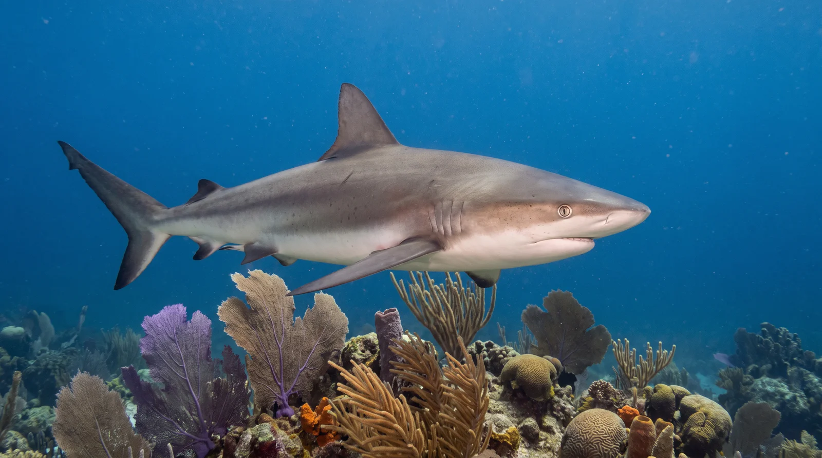 Caribbean Reef Shark
