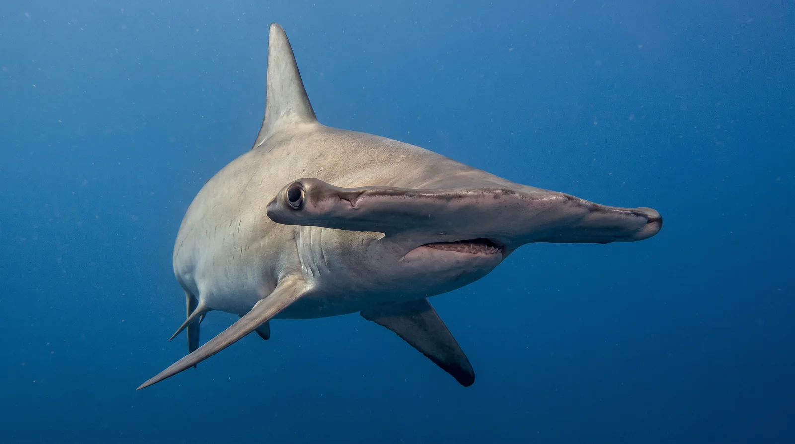 Scalloped Hammerhead Shark