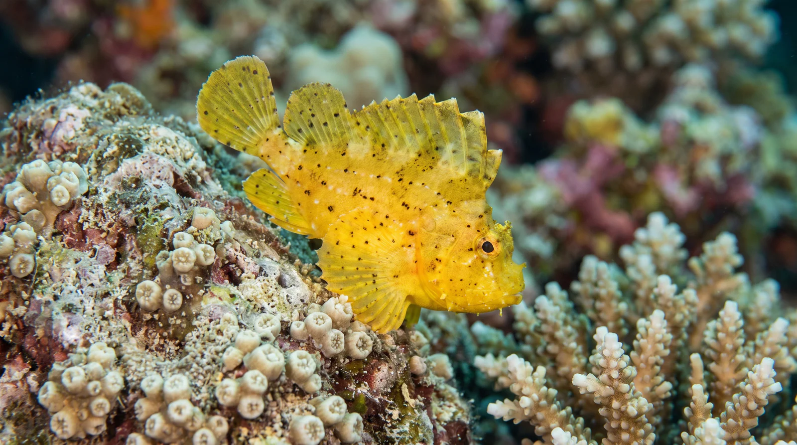 AI-generated illustration; species identification unverified. Leaf Scorpionfish (Taenianotus triacanthus)