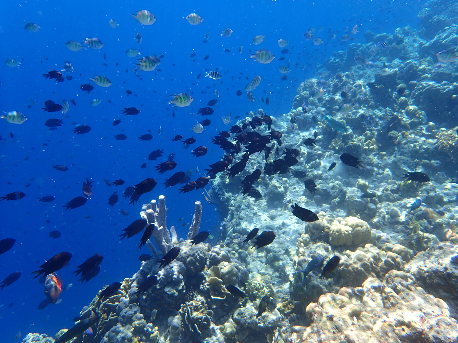 Coral Garden