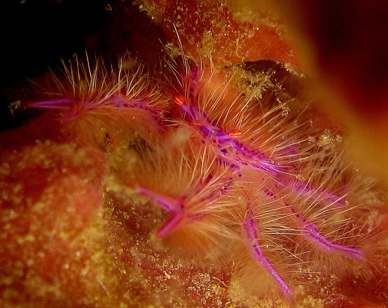 Hairy Squat Lobster