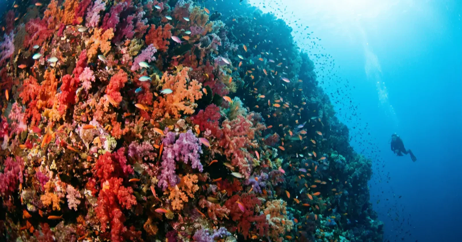 Misool Diving Guide: Raja Ampat's Remote South