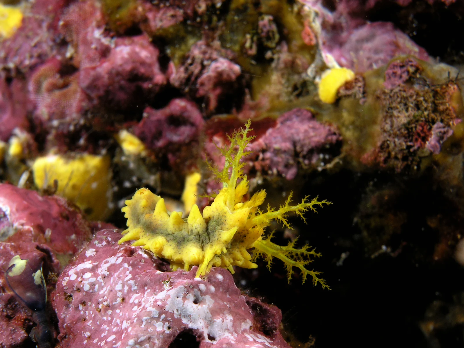 Yellow Sea Cucumber