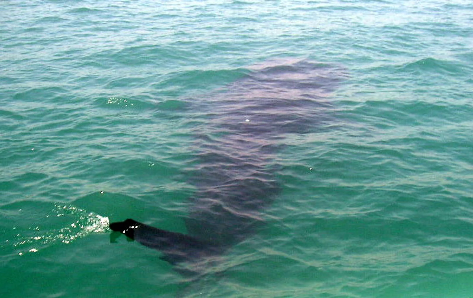 Whale shark on the surface at Donsol Bay, Sorsogon — the BIO snorkel-only interaction site.