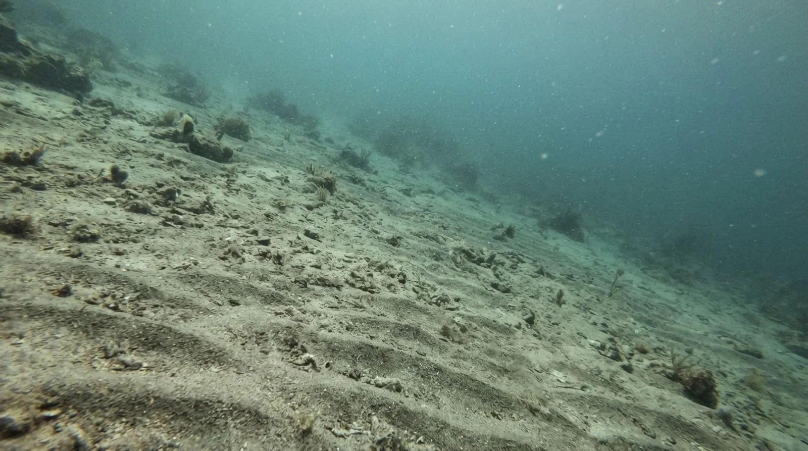 AI-generated illustration; site appearance unverified. Illustrative underwater reef habitat for Dimanglet Reef. Not a photograph of the site.