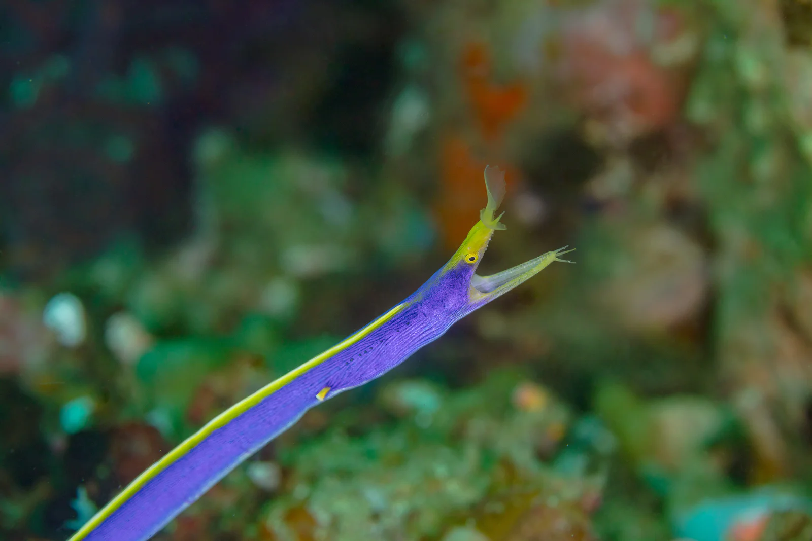 Blue-ribbon Eel