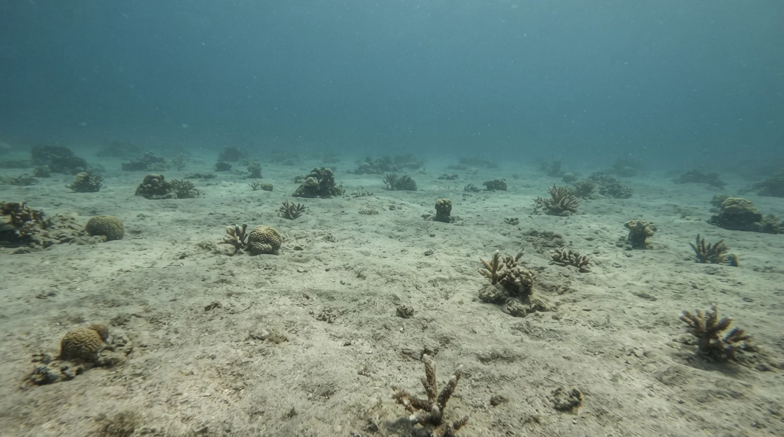 Fantasea Reef