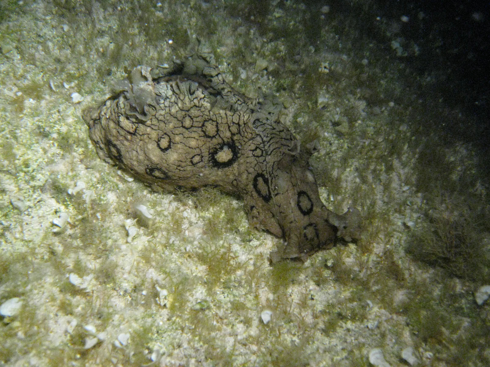 Spanish Dancer