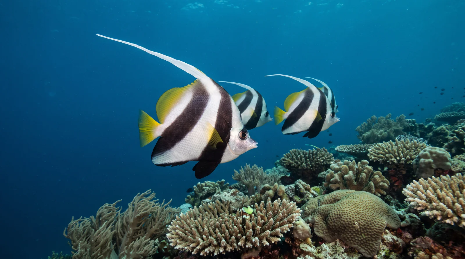 Bannerfish (assorted)