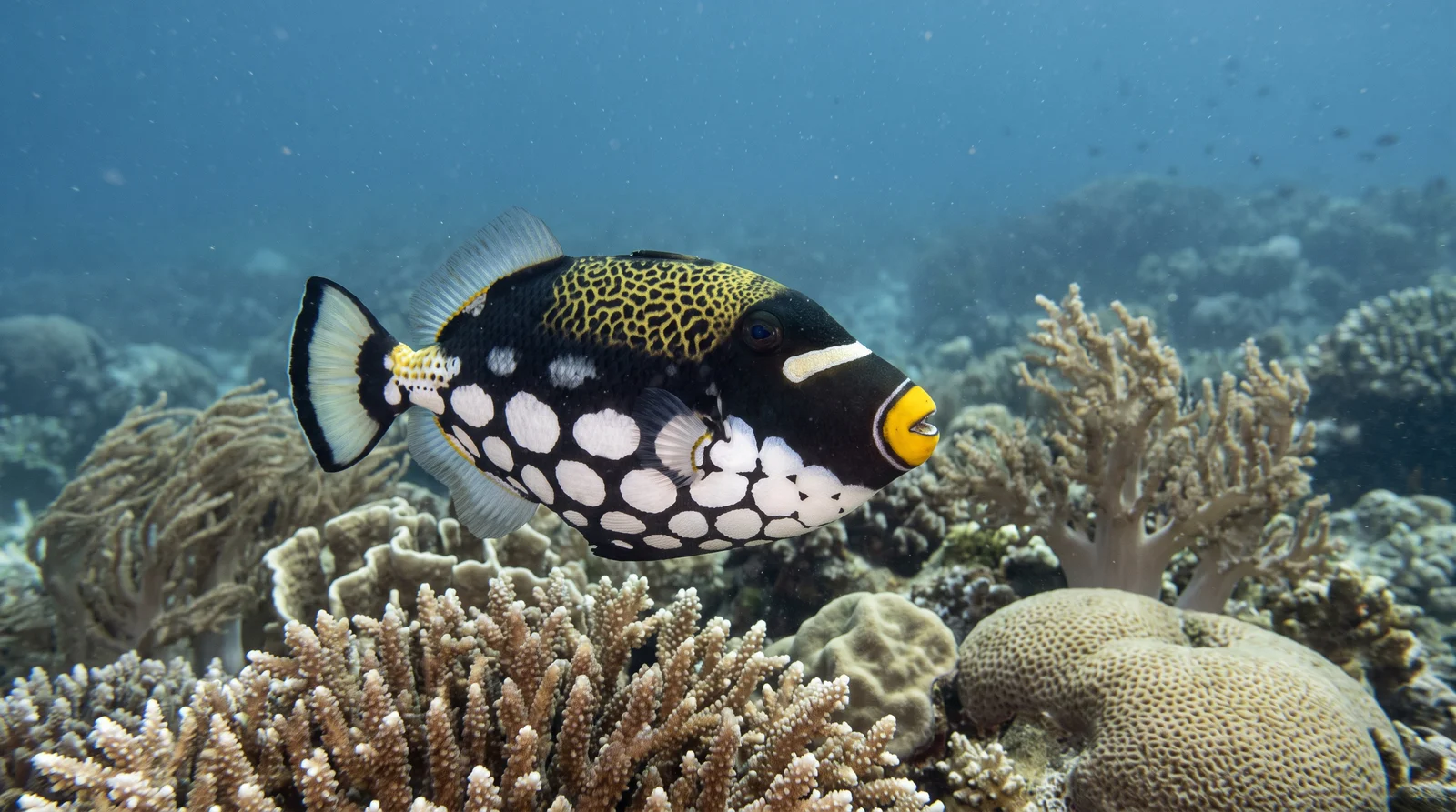 Clown Triggerfish