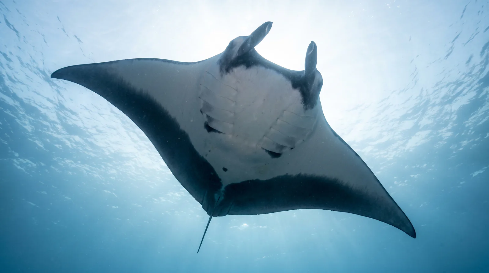 Manta Ray