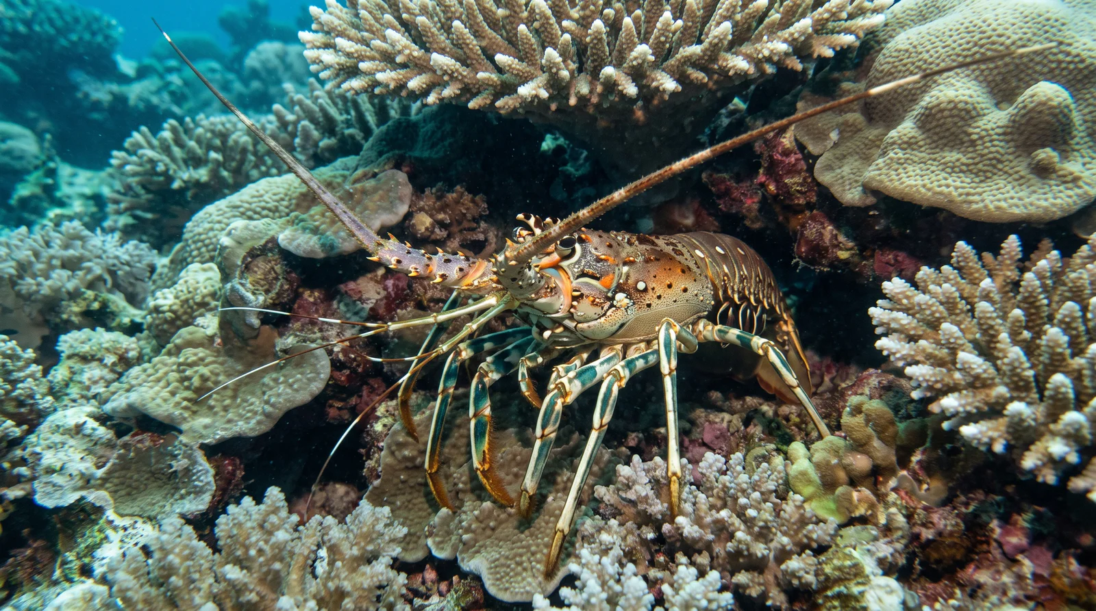 Spiny Lobster (Indo-Pacific)