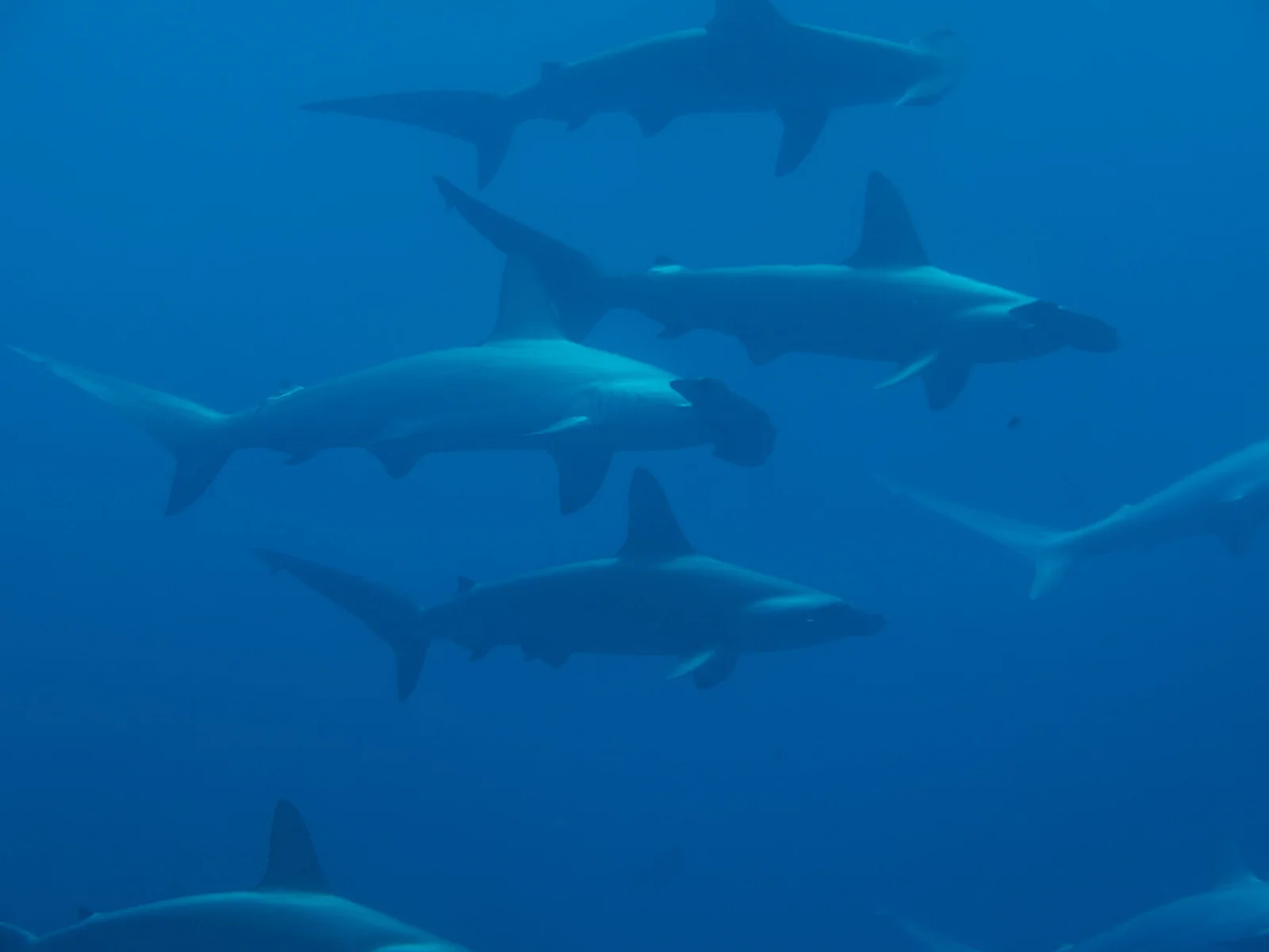 School of scalloped hammerhead sharks — the spectacle of Bajo Alcyone, Cocos Island.