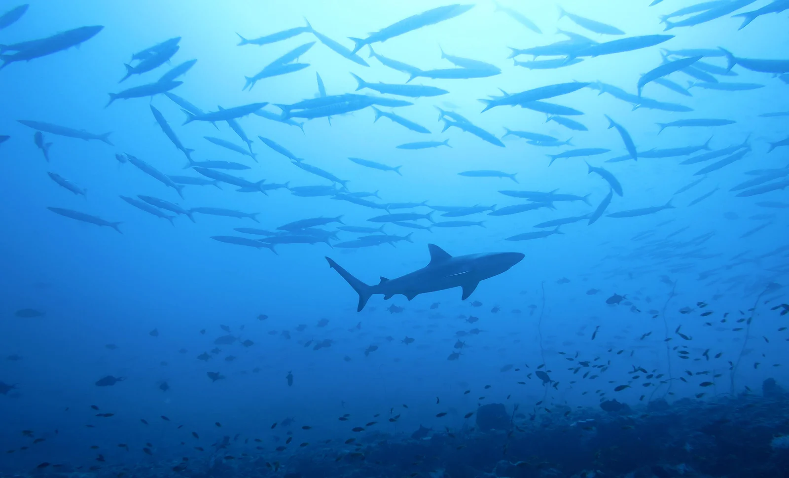 A grey reef shark passing a dense school of barracuda over a reef.