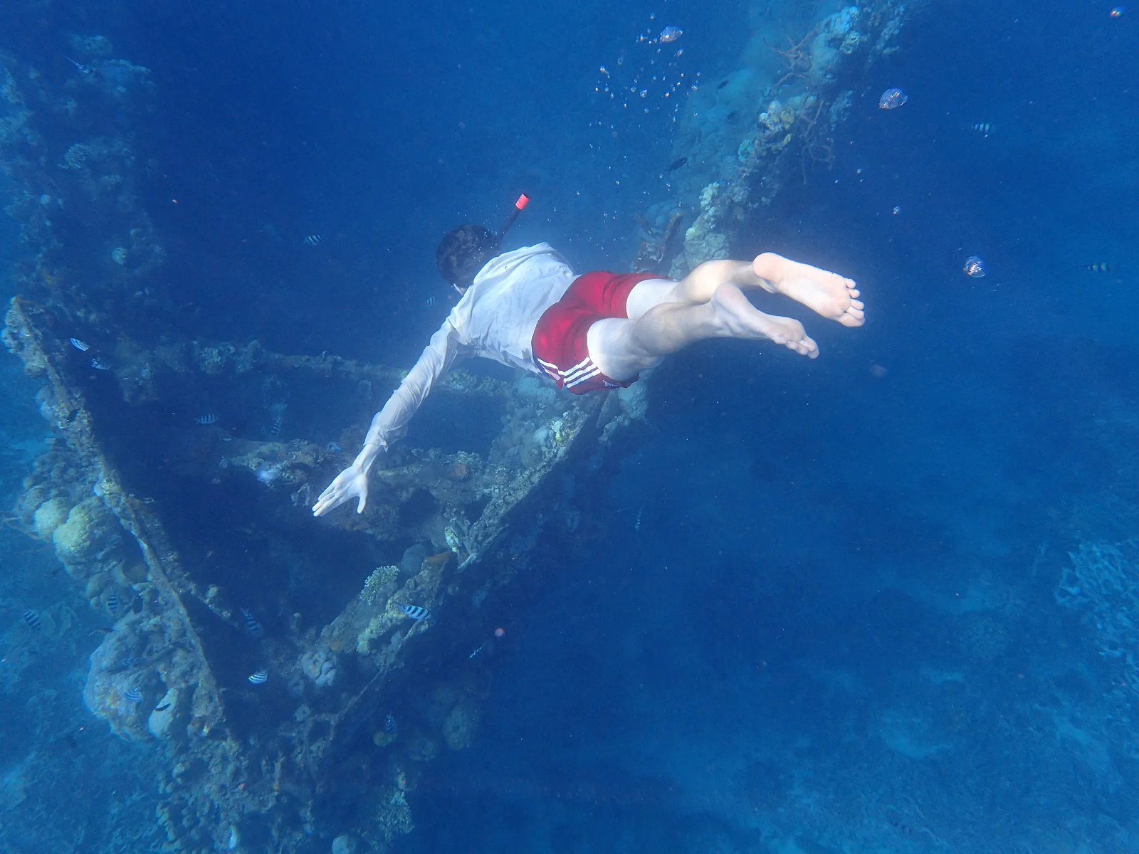 A freediver swimming down over the exposed skeletal ribs of the Skeleton Wreck, Coron.