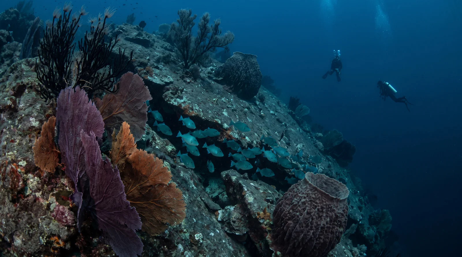 Deep rocky wall on the Manila Channel approach, hung with oversized purple and orange gorgonian fans and black coral trees.