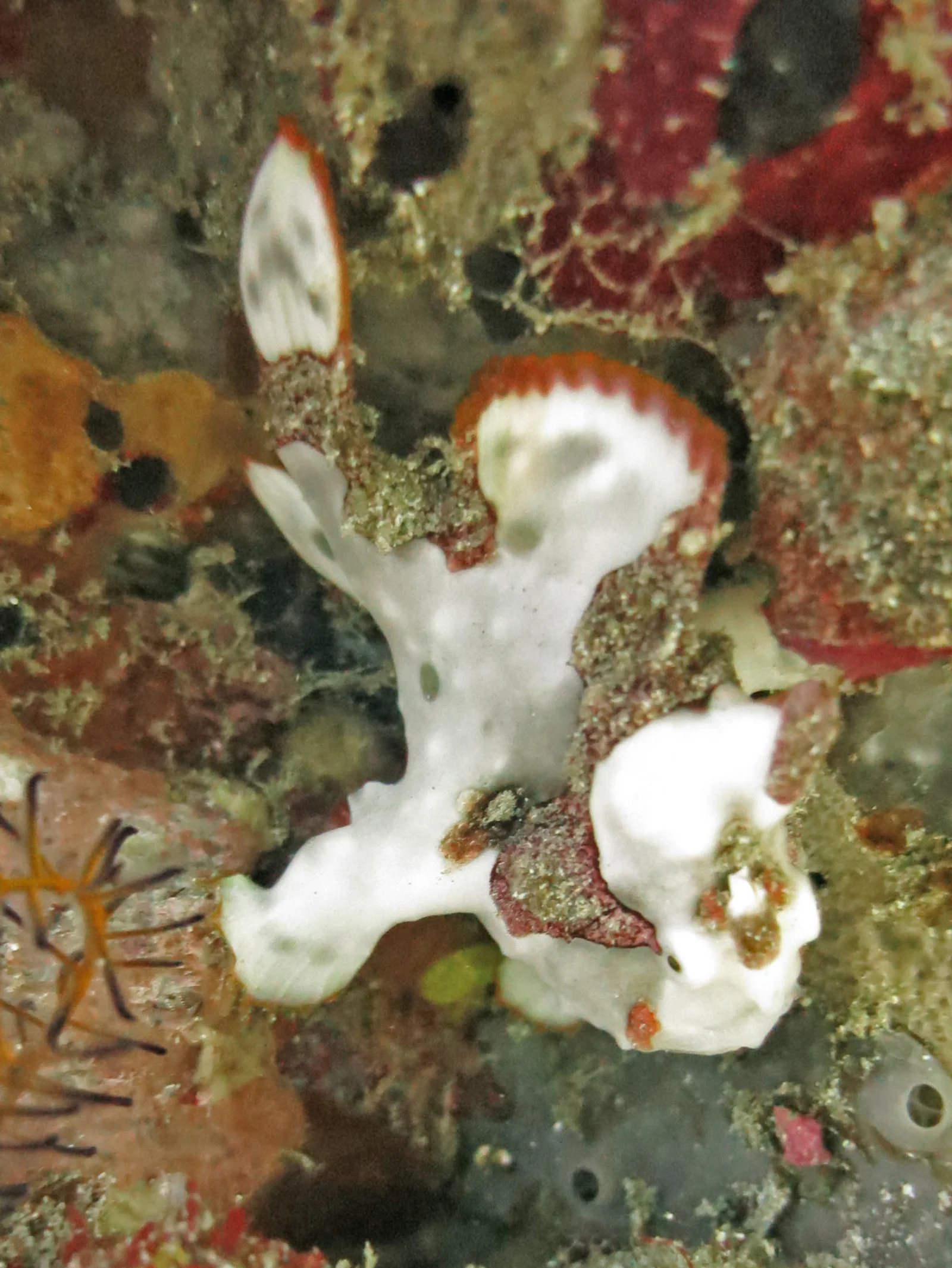 Frogfish
