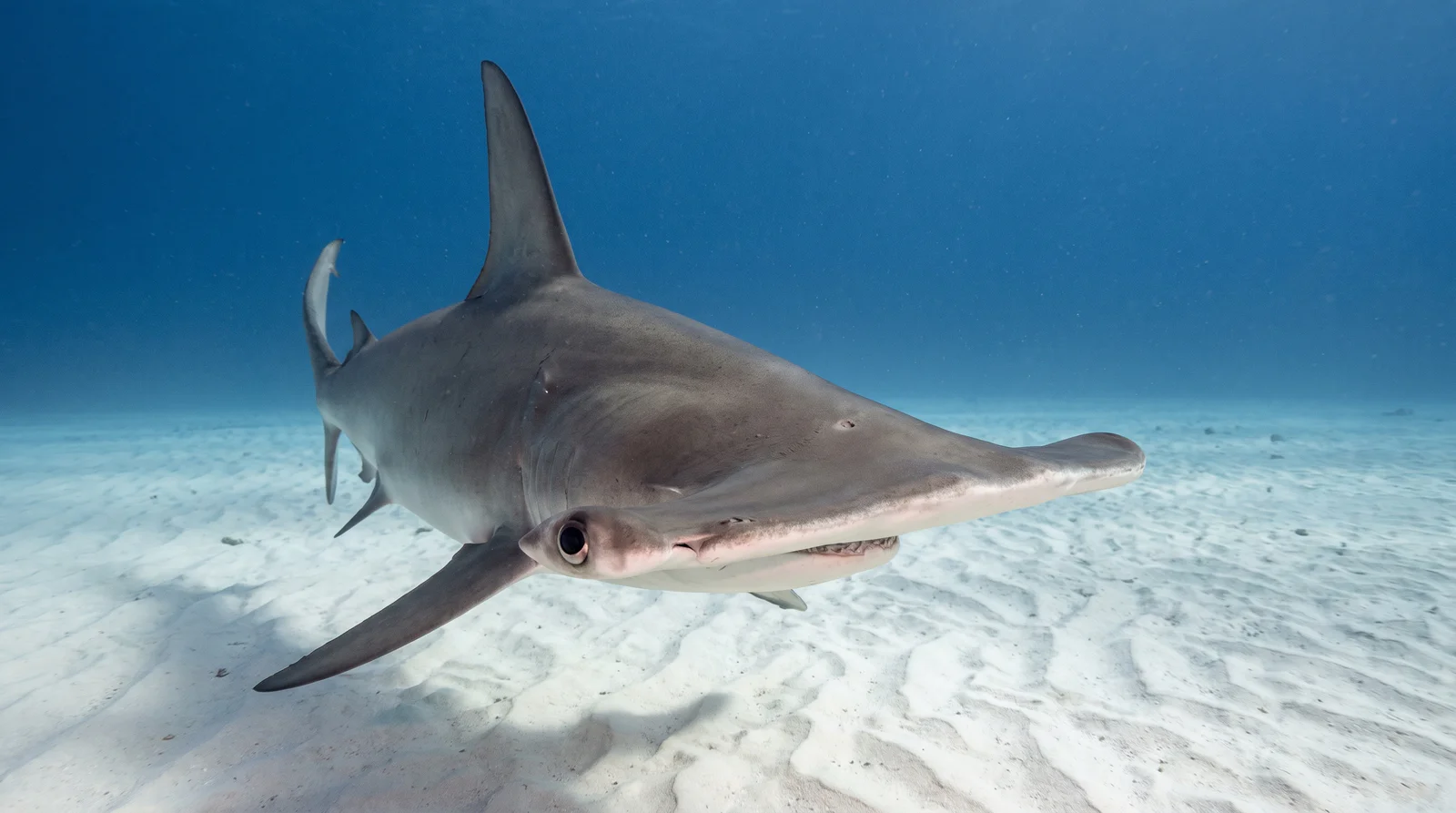 Great Hammerhead Shark
