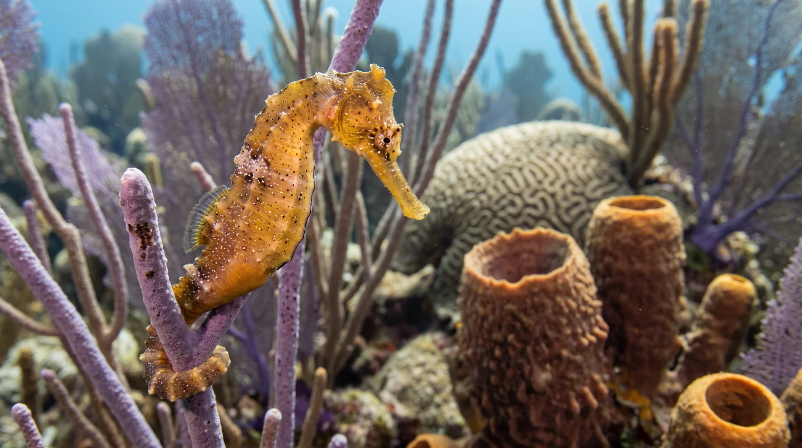 Longsnout Seahorse