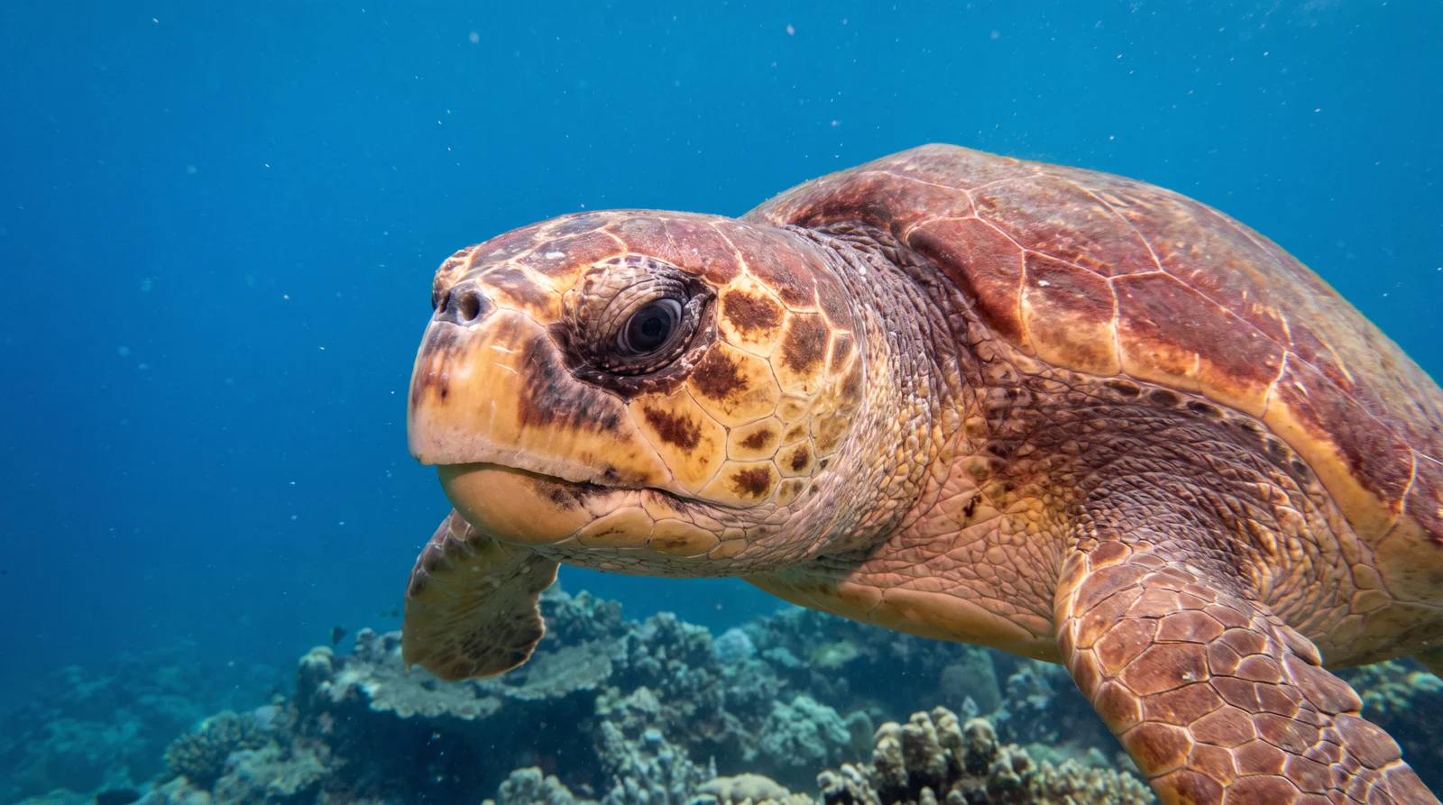 Loggerhead Sea Turtle