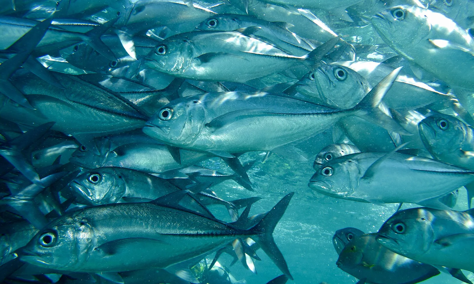 Diver's Heaven