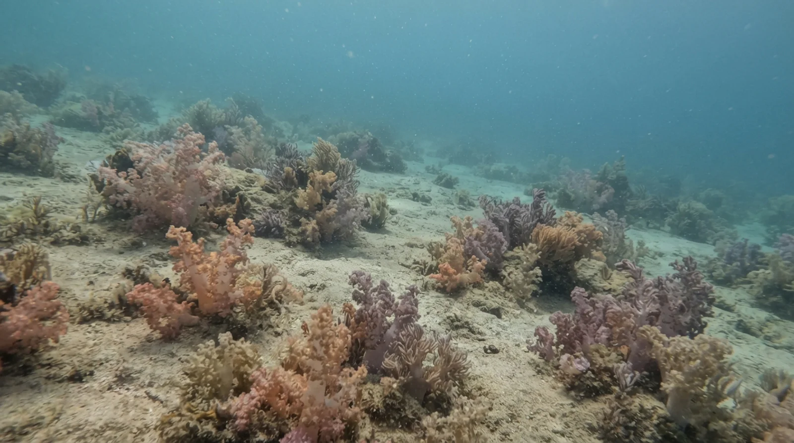 AI-generated illustration; site appearance unverified. Illustrative underwater scene for Chocolate Island. Not a photograph of the site.