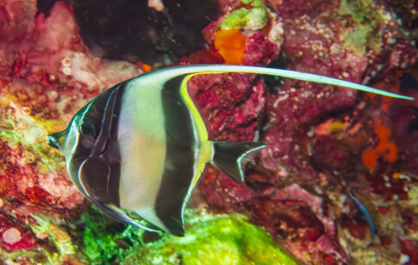 Moorish idol over the reef at Hin Daeng, Andaman Sea.