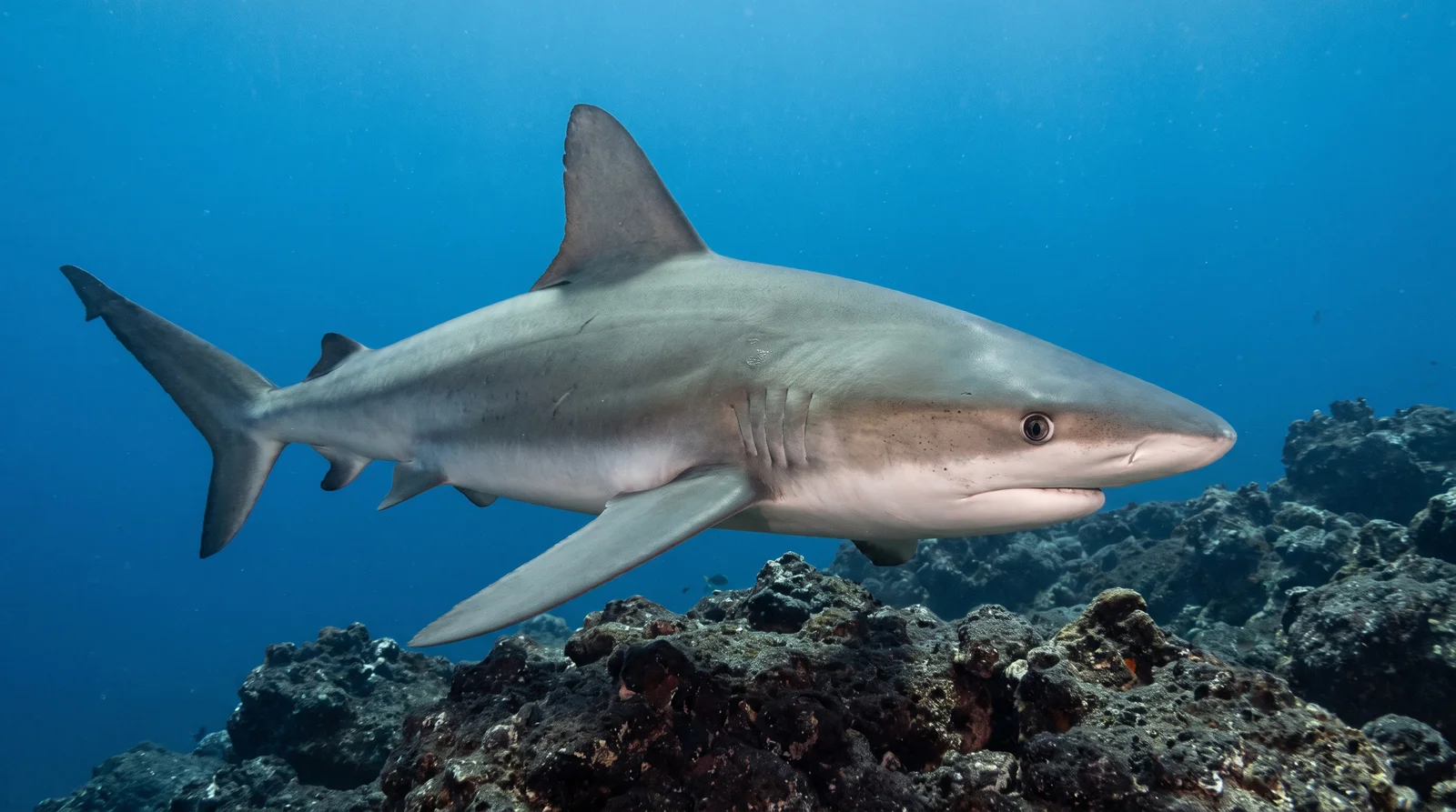 Galápagos Shark