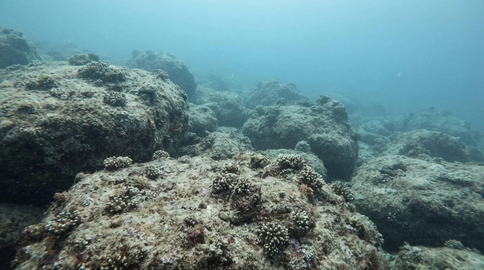 AI-generated illustration; site appearance unverified. Illustrative underwater reef habitat for Mato Point. Not a photograph of the site.