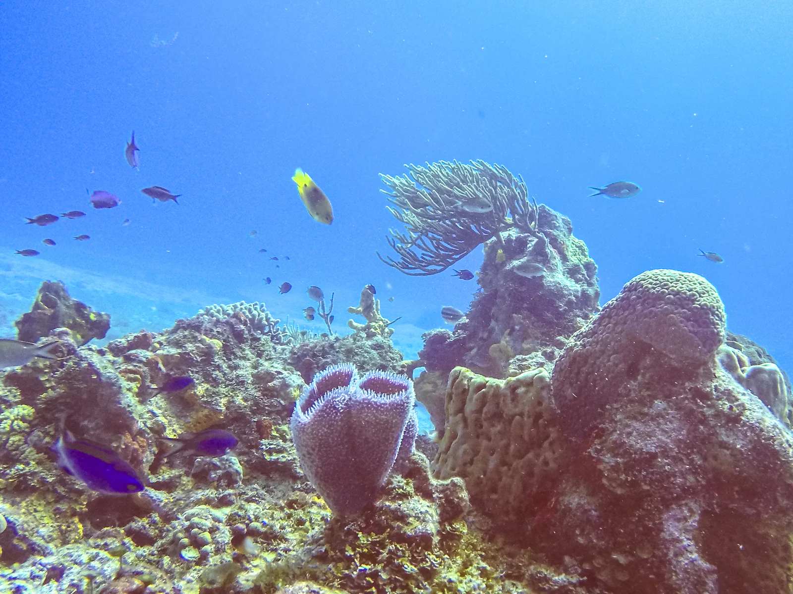 Chankanaab Reef