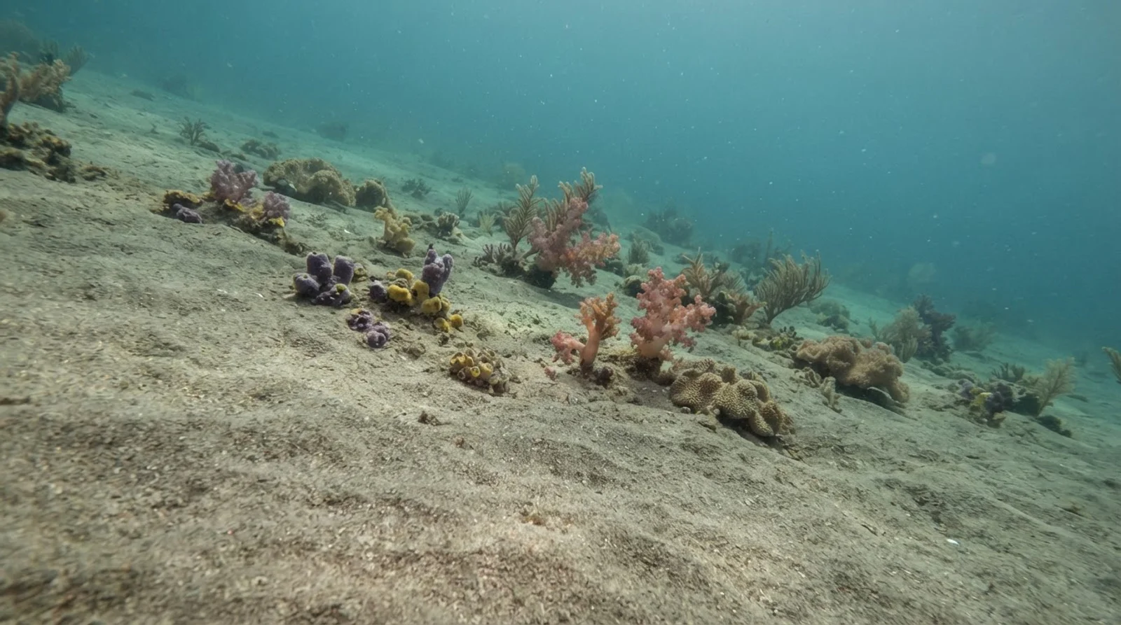 Coral Garden