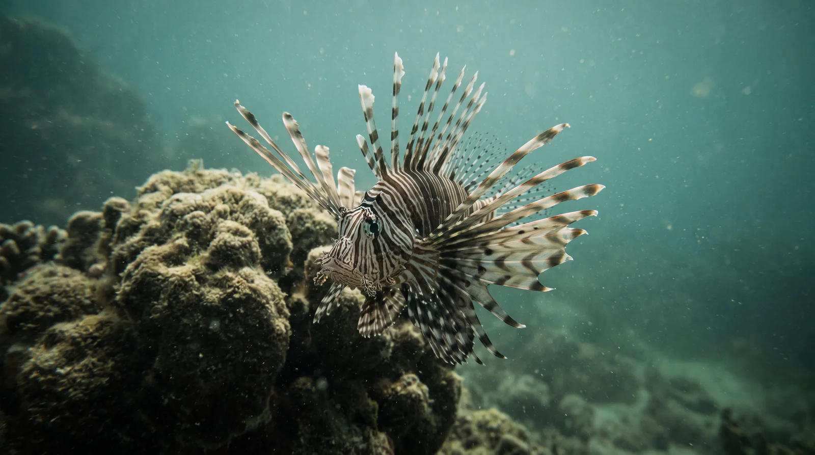 Lionfish (assorted)