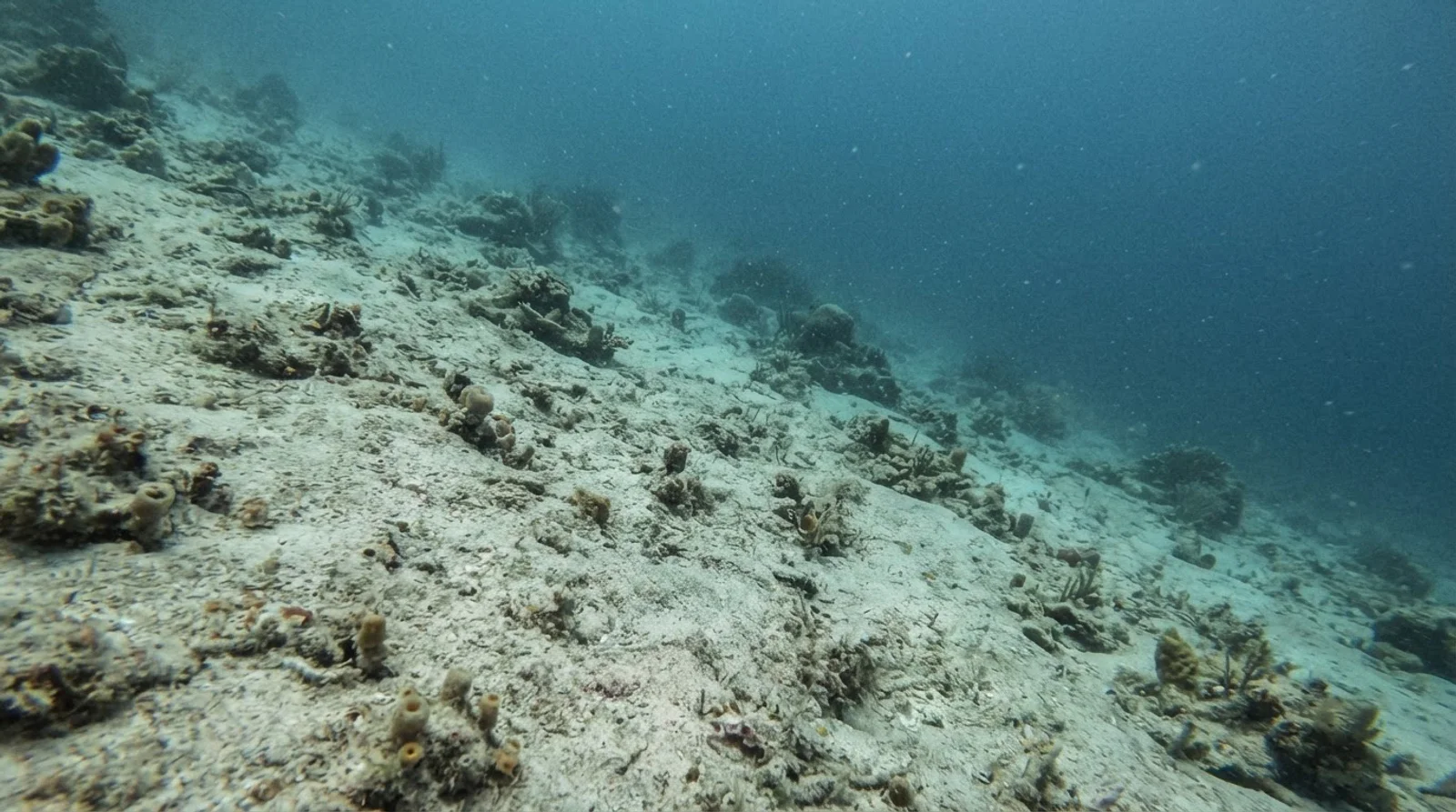 AI-generated illustration; site appearance unverified. Illustrative underwater reef habitat for Bonito Island. Not a photograph of the site.