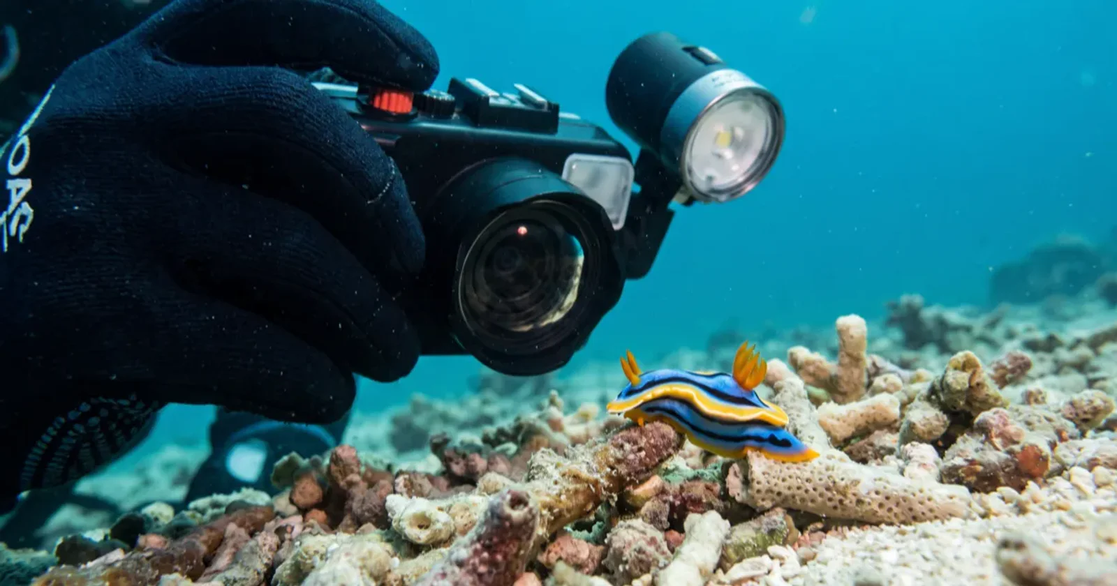 Best Apps for Marine Life Identification While Diving