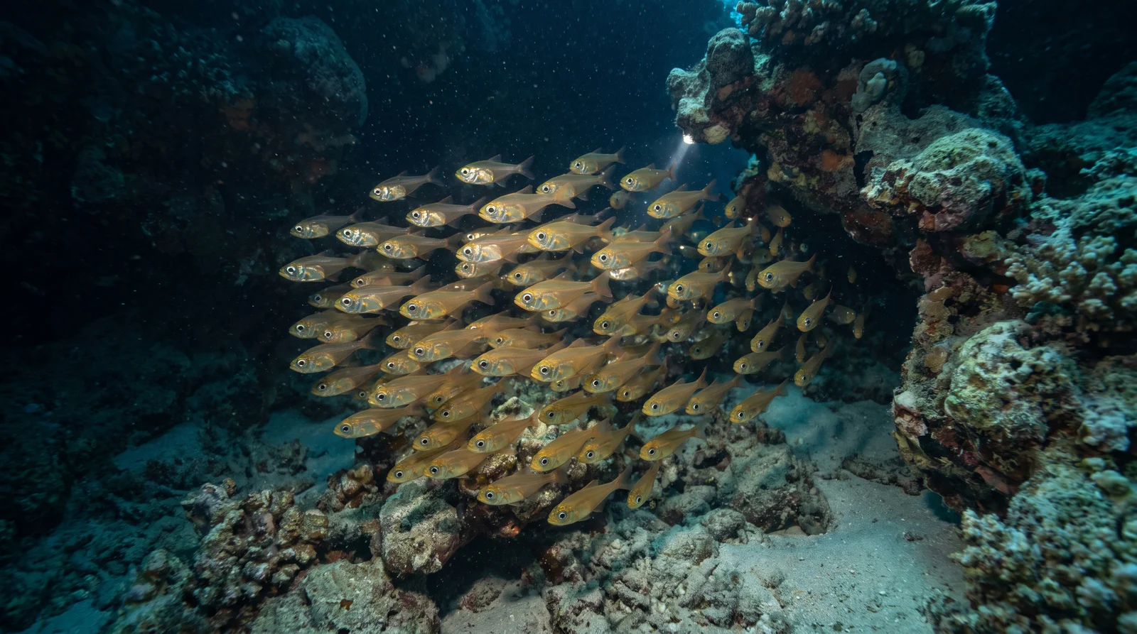 Glassfish / Sweepers (assorted)