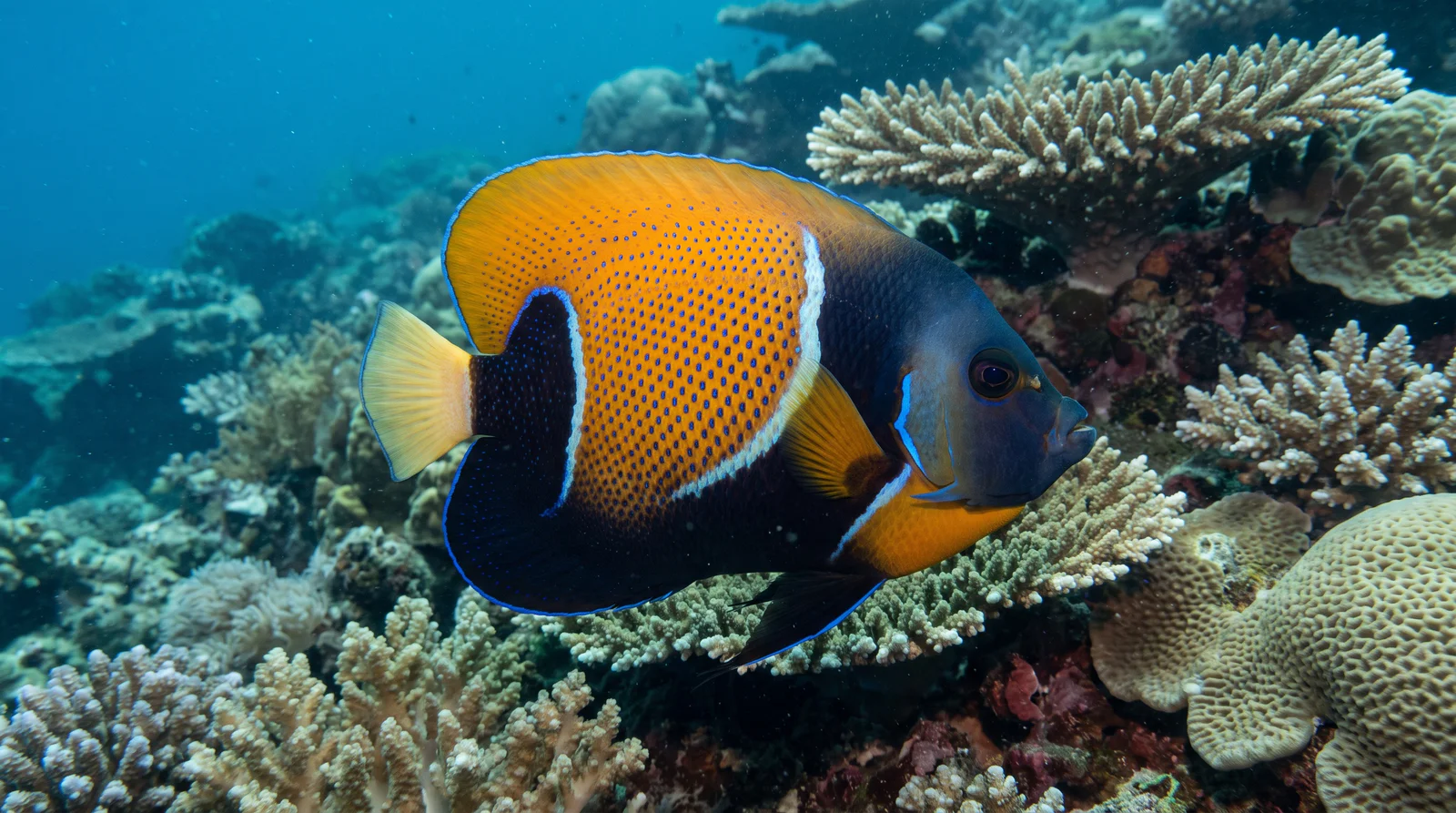 Angelfish (assorted)