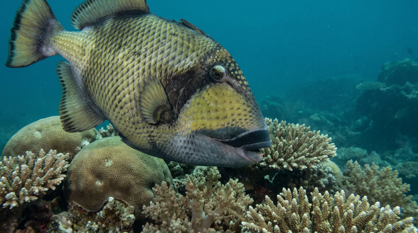 Titan Triggerfish