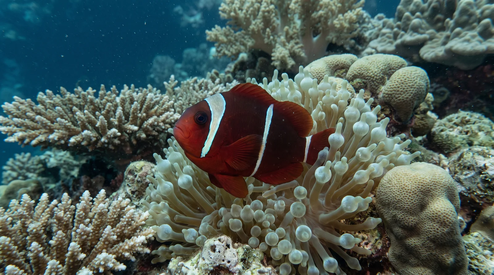 Maroon Anemonefish