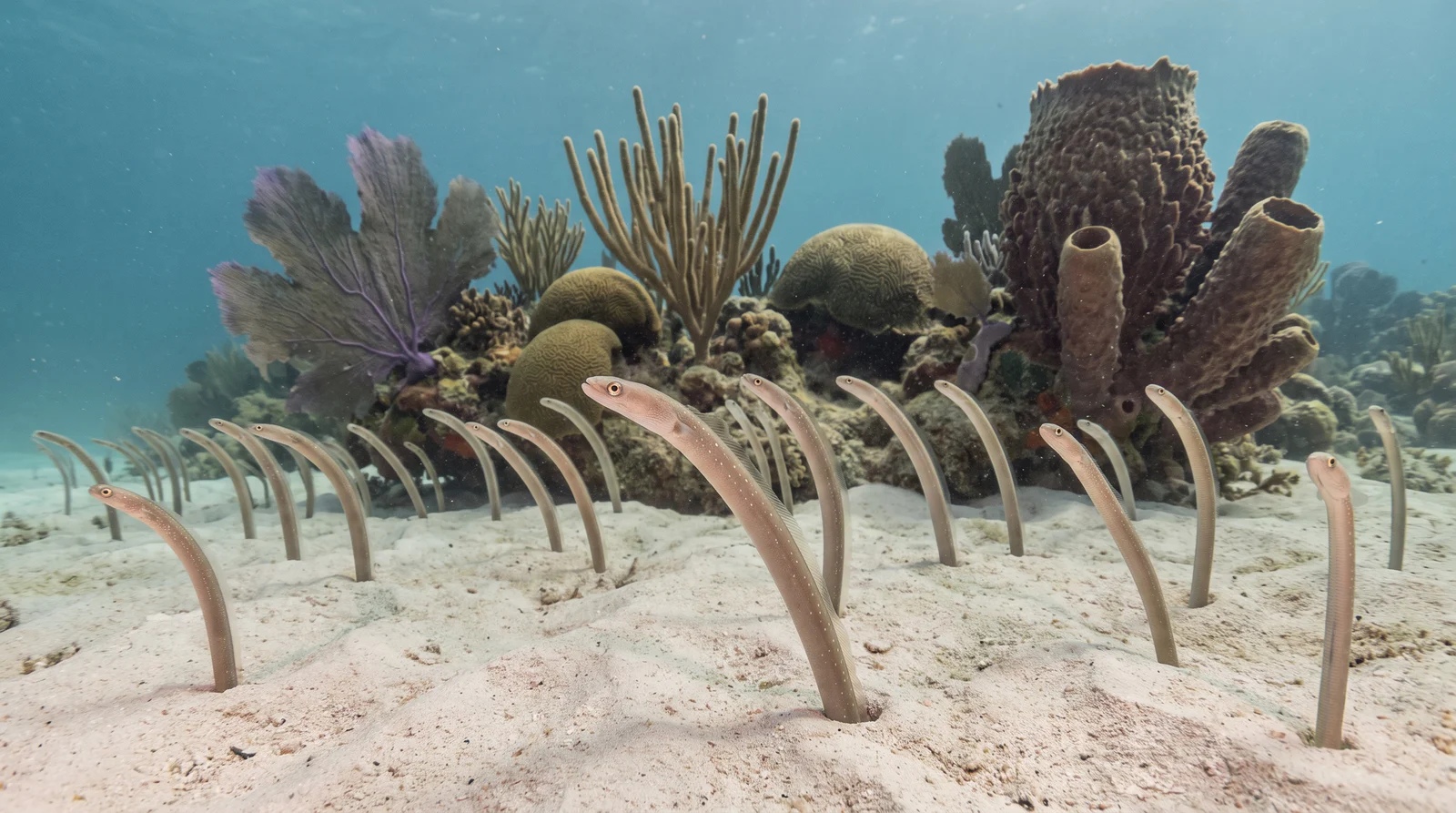 Brown Garden Eel