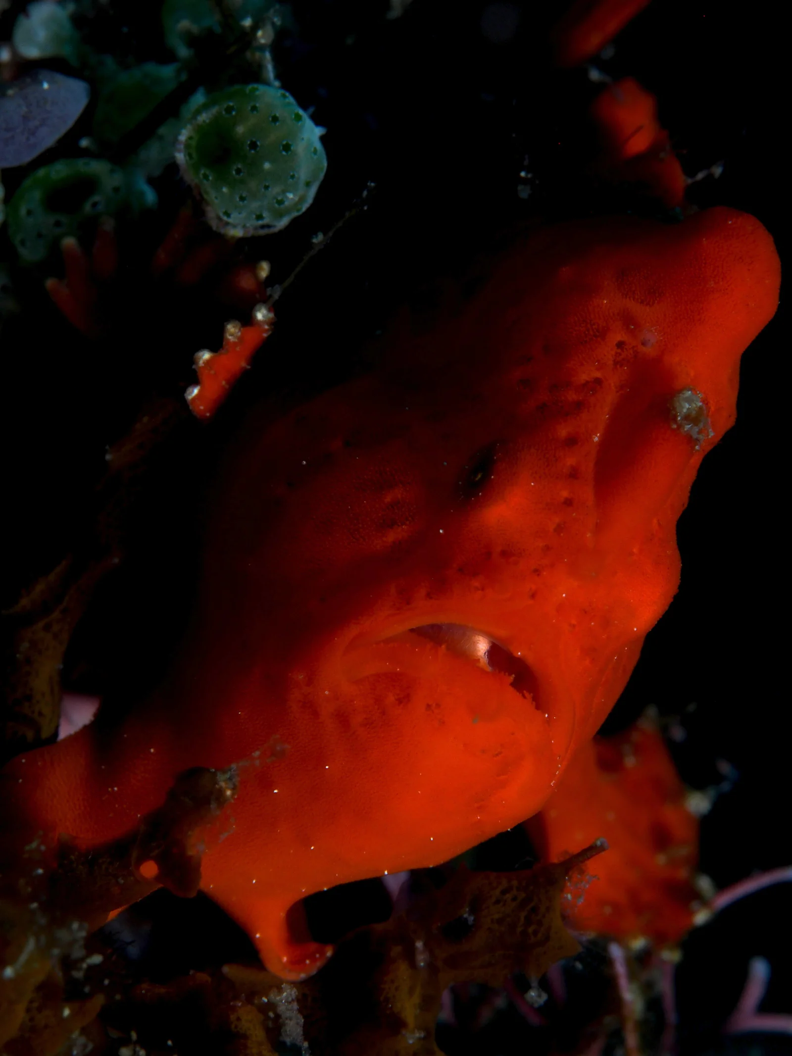 Painted frogfish (Antennarius pictus) in Anilao, Verde Island Passage — representative of St. Christopher wreck's macro life