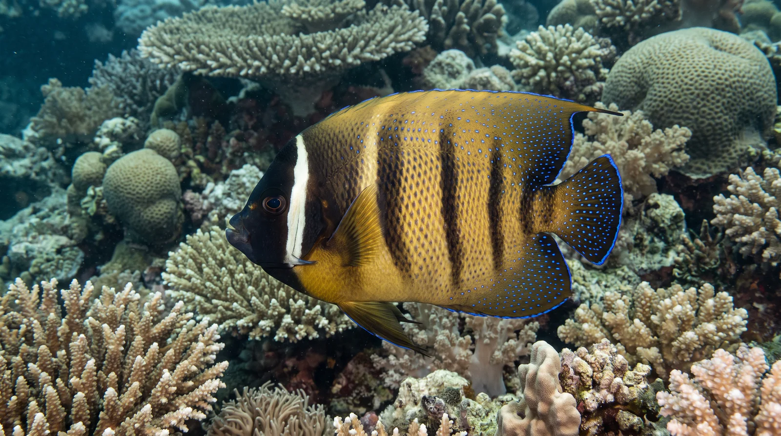 Six-banded Angelfish