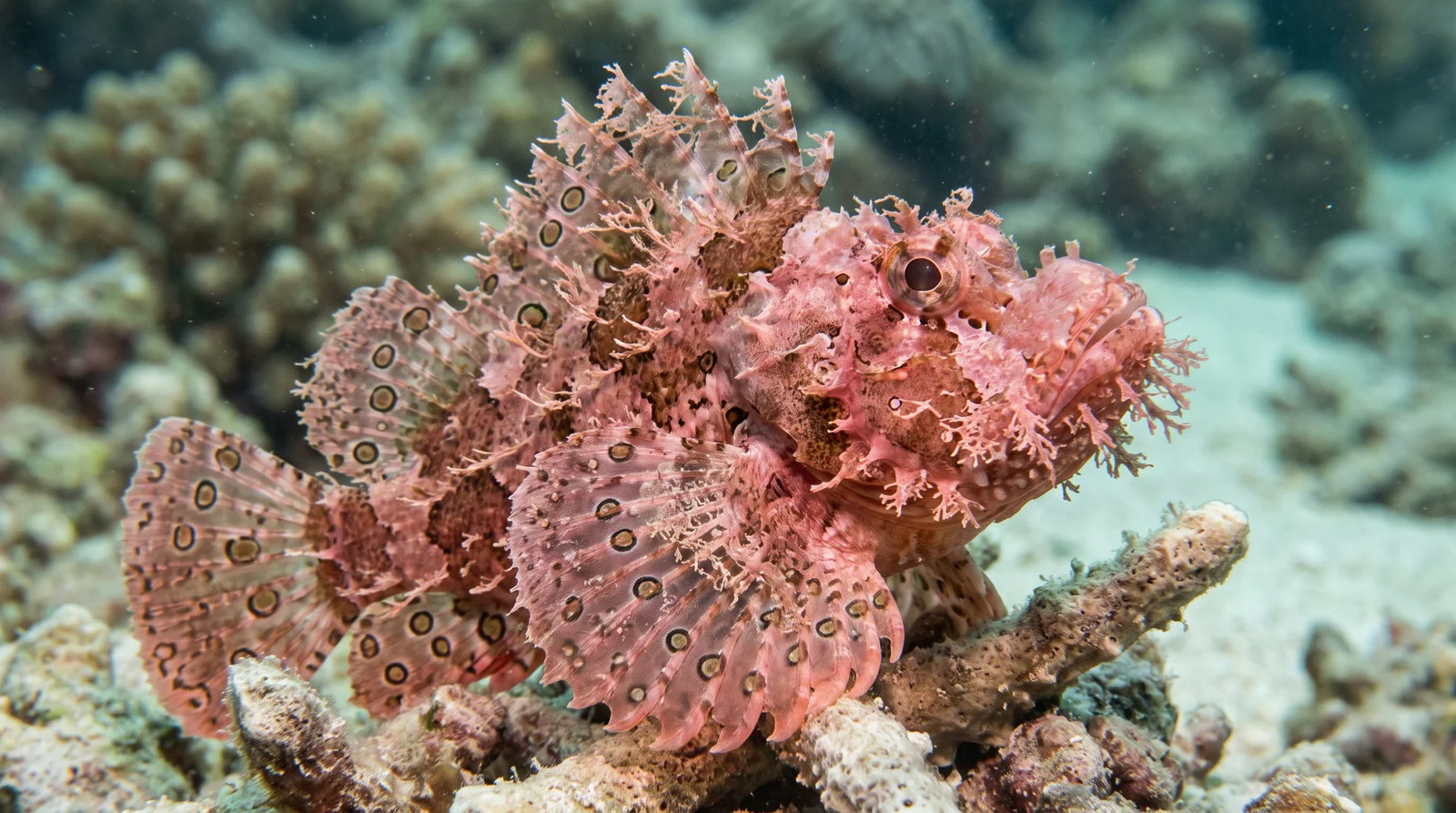 Weedy Scorpionfish