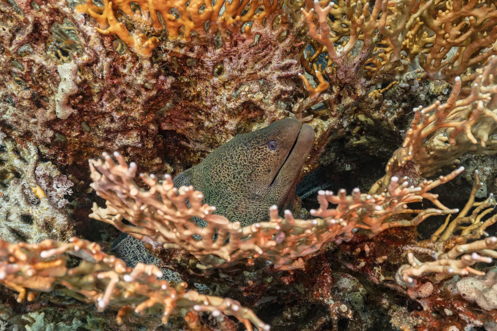 A giant moray eel (Gymnothorax javanicus) in the Red Sea — the signature species of Careless Reef.