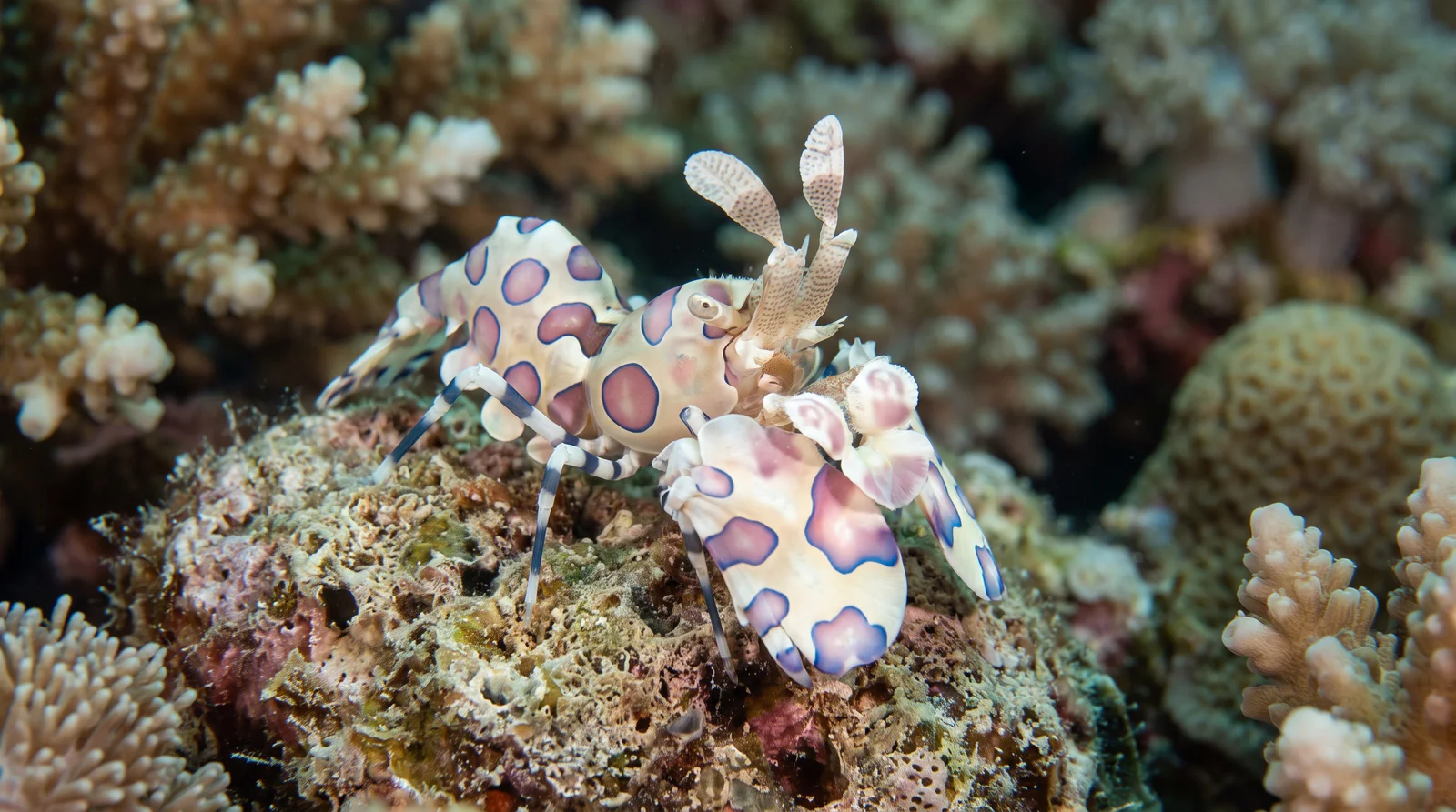 Harlequin Shrimp