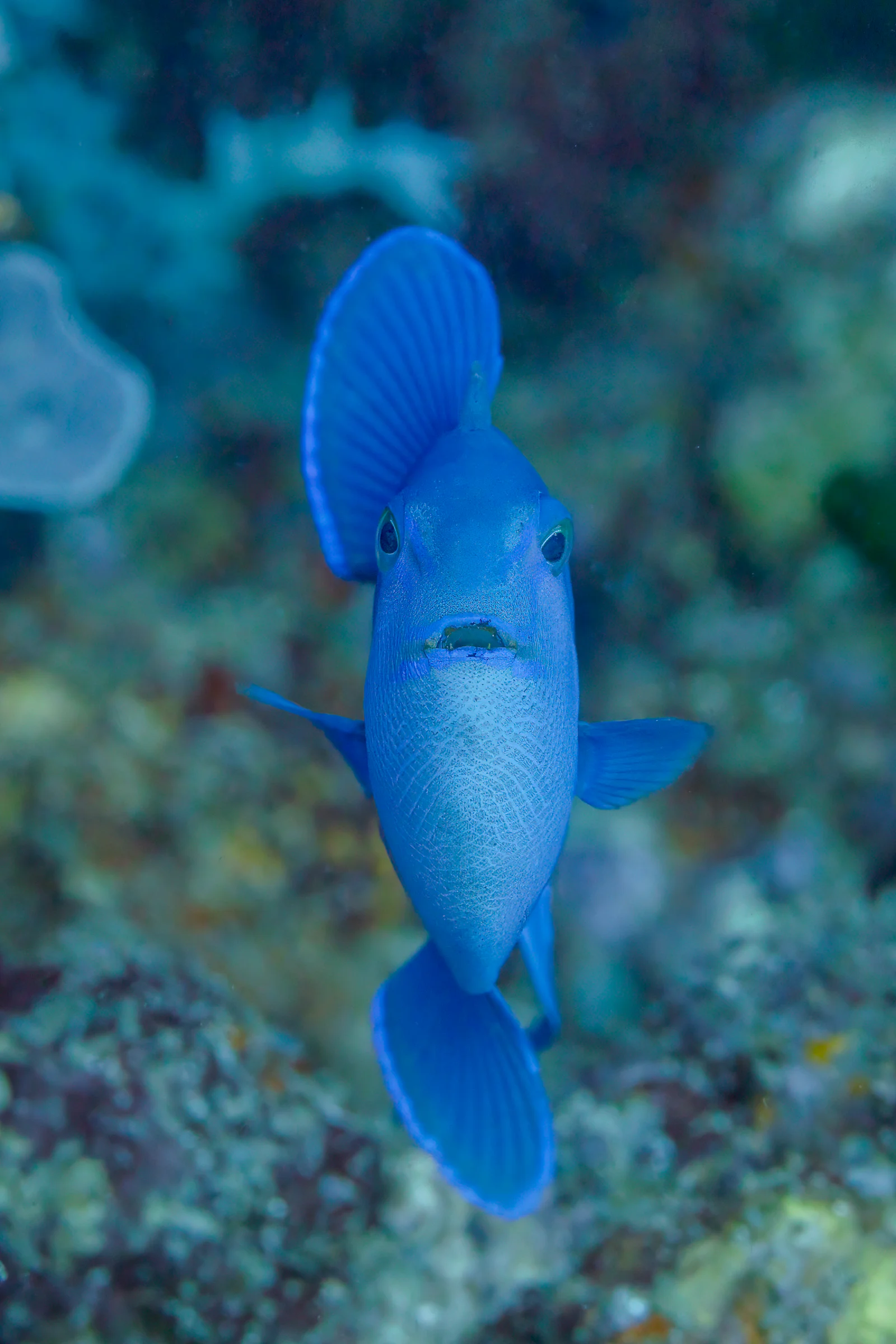 Diving at Beatrice Rock